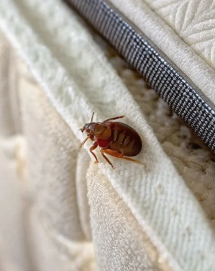 bed bug extermination